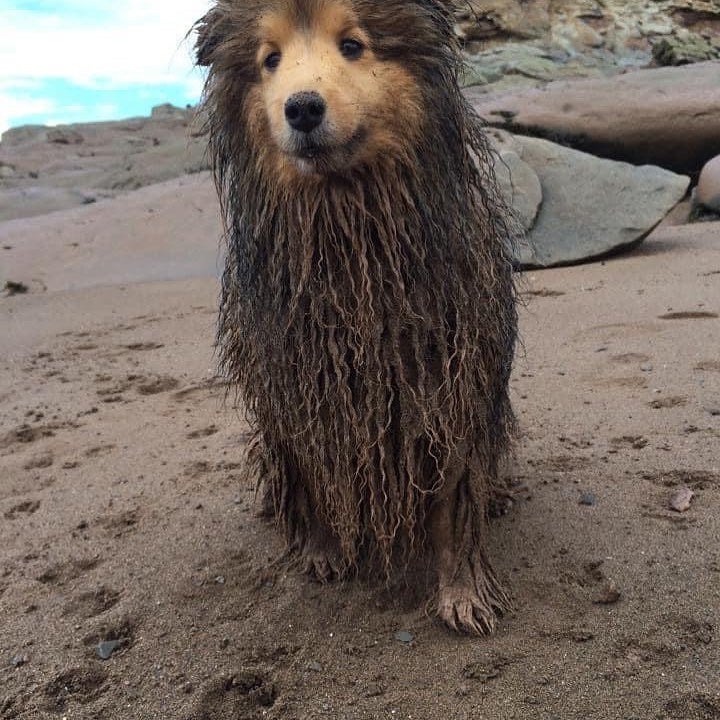 Dirty 2025 dog shampoo